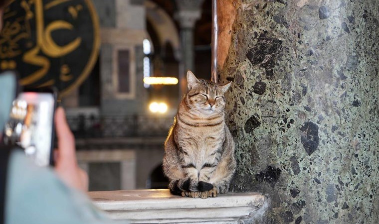 Ayasofya'nın ziyaret katına giren ilk kedi turistlerin yeni Gli’si oldu