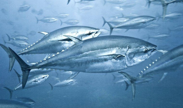 Ton balığında cıva: Zehirli madde seviyesi halen yüksek