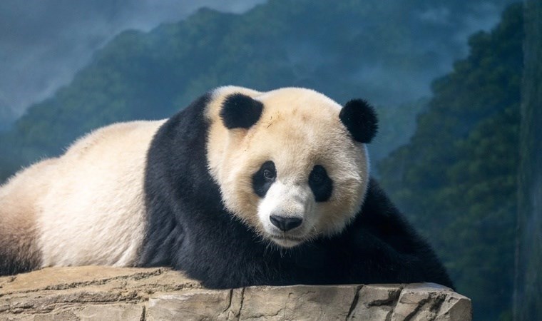 20 yıl sonra ilk kez kiralayacak: 'Panda diplomasisi' yeniden mi başlıyor?