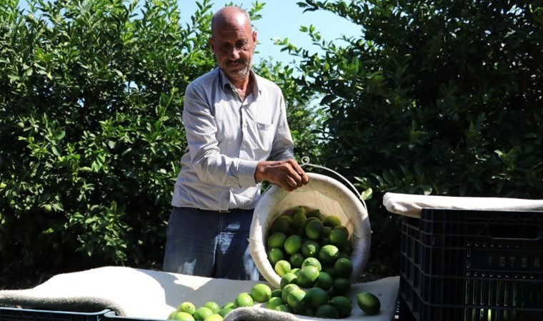 Adanalı çiftçiler teyakkuzda: Akdeniz meyve sineğinden daha tehlikeli! 'Ülkemize girerse 5 yılda bahçeleri kaybederiz'