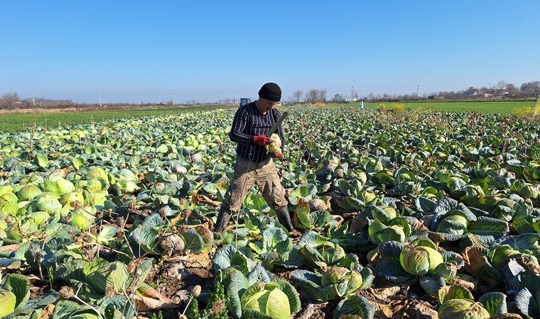 Bafra Ovası'nda hasat bu yıl zorlu geçti: 200 bin ton rekolte üreticiyi memnun etmedi!