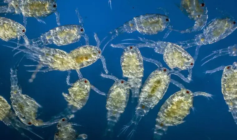 Plankton nedir? Plankton neden olur?