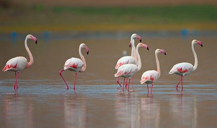 Flamingoların yaşam alanına sondaj