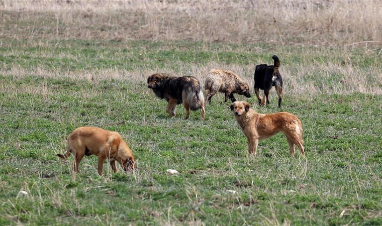 Köpek besleme kavgası cinayetle sonlandı