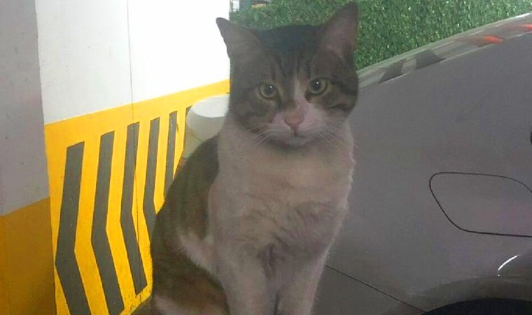 Türkiye bu vahşeti konuşmuştu: İşkenceyle öldürülen kedi Eros'un davası yarın