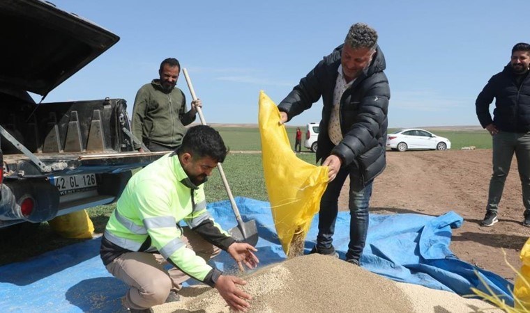 Kulu'da ilk defa ekildi: Dekar başına 90 kilo ürün