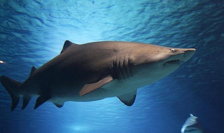 Araştırma: Deniz yüzeyi sıcaklığındaki artış boğa köpek balığı popülasyonunu artırıyor