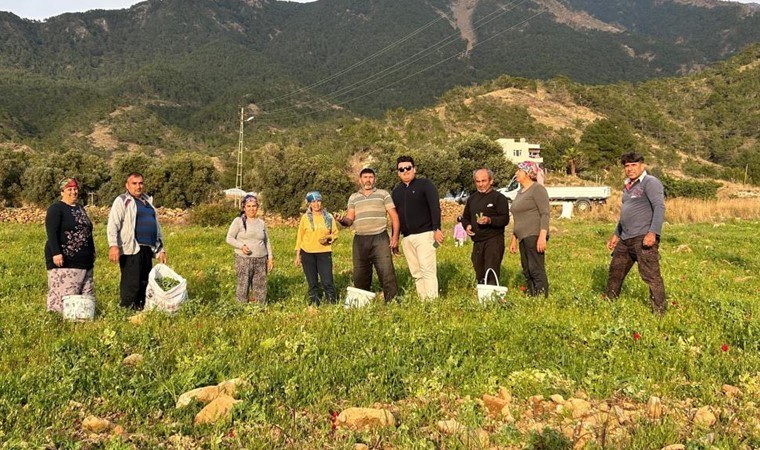 Arsuz'da hasat başladı, nisan ayına kadar sürecek: Kilosu tarlada 50 TL