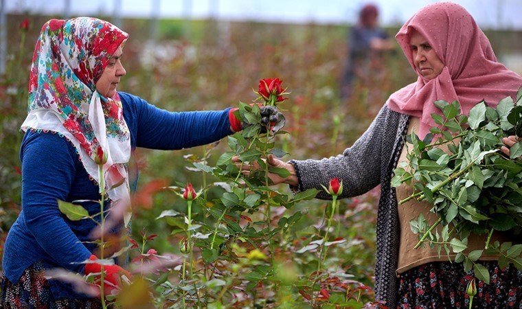 6 dekar alanda üretin yapıyorlar, 7 bin adet ürün alıyorlar!