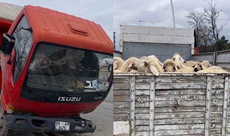 Ankara'da küçükbaş hayvan yüklü kamyon devrildi