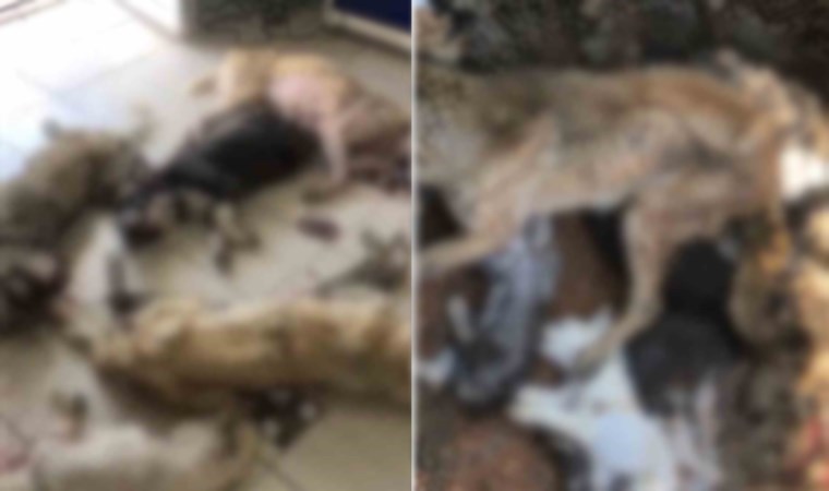 2. Konya vakası: İzmir’de onlarca köpek katledildi!