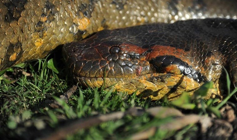 Keşfedildikten birkaç hafta sonra öldü Dünya'nın en büyük yılanı