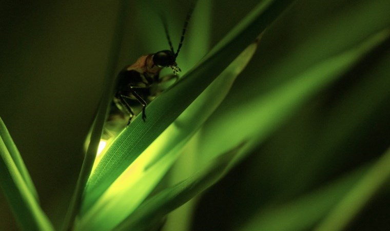 Gen bilimcilerden çarpıcı keşif: Ateşböcekleri nasıl ve neden ışık yayar?
