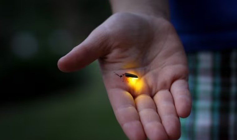 Gen bilimcilerden çarpıcı keşif: Ateşböcekleri nasıl ve neden ışık yayar?