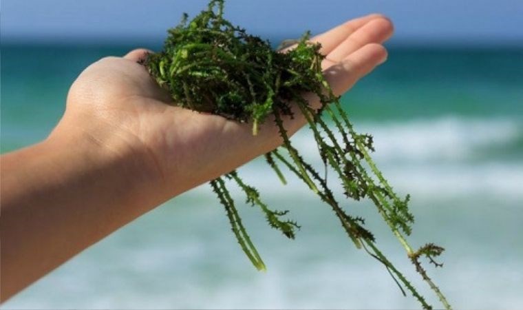 Deniz yosununun cilt üzerindeki etkileri: Daha taze ve canlı bir cilde sahip olun...