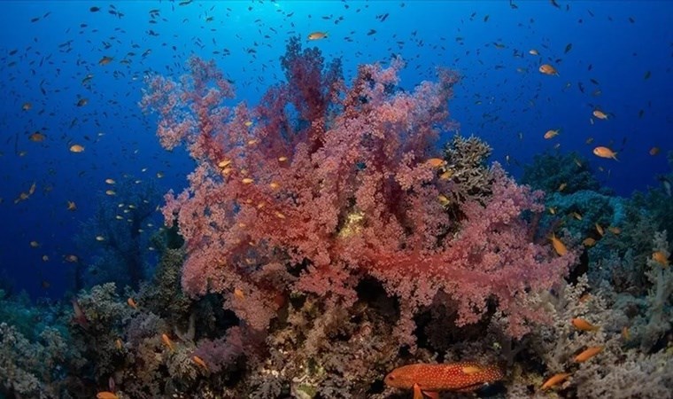 Okyanuslar ısındı mercanlar dördüncü kez ağardı