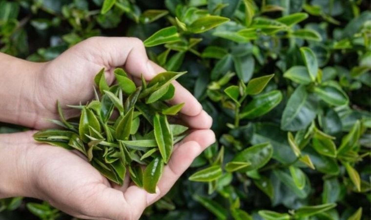 Yeşil çayda mevsimin ilk hasadı yapıldı Rekor fiyata satıldı