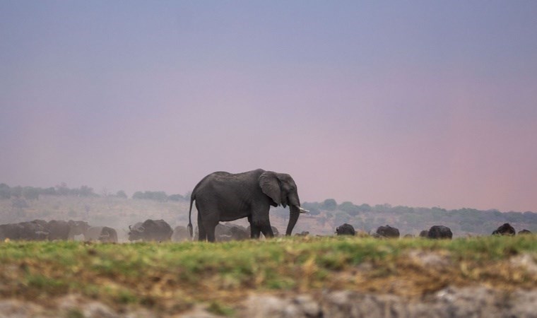 Afrikalı lider Avrupa'ya isyan etti 30 bin fil göndermekle tehdit