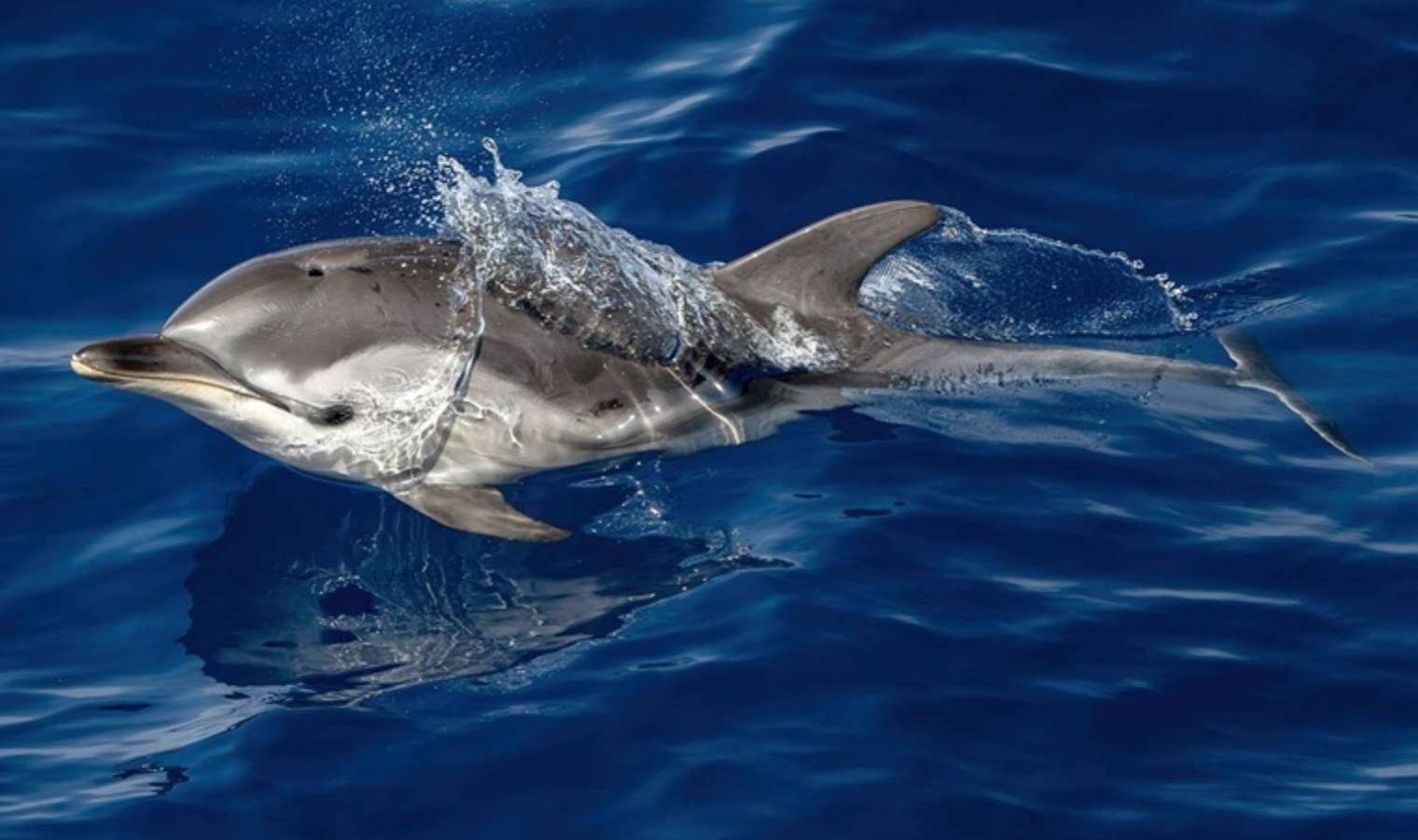 Ανακαλύφθηκε δελφίνι με αντίχειρες – Last Minute World, Science Technology News