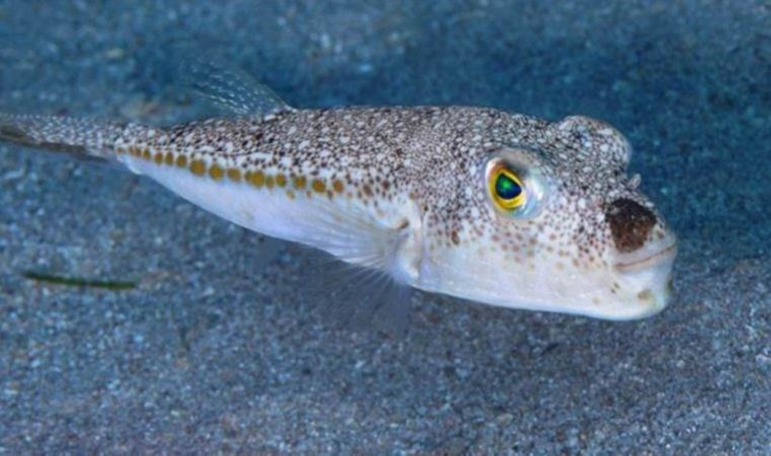 Προειδοποίηση Pufferfish από ειδικούς: “Μην διακινδυνεύετε τη ζωή σας!”  » – Έκτακτες ειδήσεις υγείας